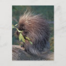 Suche nach stachelschwein poster Natur