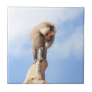 Suche nach affe an fliesen Zoo