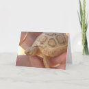 Suche nach schildkröten karten Tiere