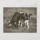 Suche nach kälber poster Babytiere