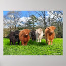 Suche nach rind kunst poster Kühe