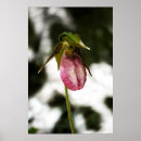 Suche nach frauenschuh poster Natur