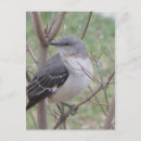 Suche nach spottdrossel postkarten Wildtiere