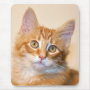 Suche nach orange miezekatze elektronik zubehör Tabby