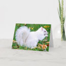 Suche nach albino karten Niedlich