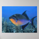Suche nach triggerfish poster Coral