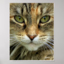 Suche nach tabby poster Wandkunst
