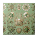 Suche nach haeckel untersetzer Ozean