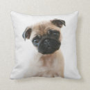 Suche nach baby mops kissen Welpe