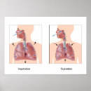 Suche nach atmung poster Anatomie