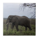 Suche nach elephant fliesen Afrika