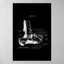 Suche nach orthopädisch poster Anatomie