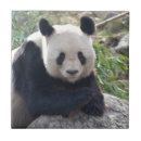 Suche nach panda fliesen Süß
