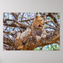 Suche nach big cat poster Leopard