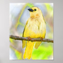 Suche nach songbird poster Singvogel