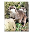 Suche nach otter foto poster Tiere