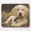 Suche nach domestiziert mousepads Welpe