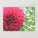 Suche nach dahlien postkarten Blumenpostkarten