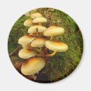 Suche nach tube magnete Pilz