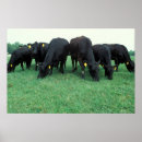Suche nach angus poster Kühe