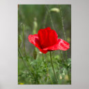 Suche nach poppy poster Floral