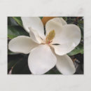 Suche nach magnolie postkarten Blüte