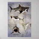Suche nach megalodon kunst poster Ozean
