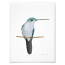 Suche nach grüner kolibri poster Für sie