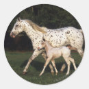 Suche nach stute aufkleber Reiter