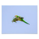 Suche nach parakeet kunst Vogel