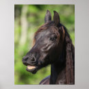 Suche nach friesian poster Schwarz