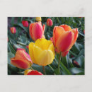 Suche nach rot gelbe blume postkarten Foto