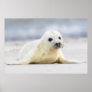 Suche nach großes siegel poster Natur