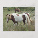 Suche nach assateague postkarten Ponys