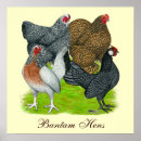 Suche nach chook poster Hennen
