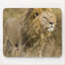 Suche nach löwe afrika mousepads Großkatze