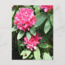 Suche nach rosa rhododendron postkarten Blume