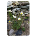 Suche nach wilde blume magnete Natur