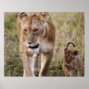 Suche nach weibliche löwen poster Afrikanisch