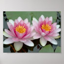 Suche nach schwimmend poster Rosa