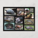 Suche nach torten poster Schildkröte