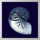 Suche nach muscheln poster Indigo