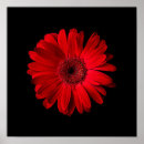 Suche nach gerbera blume poster Bouquet