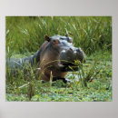 Suche nach mutter afrika poster Fauna