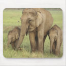 Suche nach indischer elefant mousepads Elephas maximus