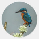 Suche nach kingfisher aufkleber Fotografie