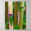 Suche nach bambus poster Hawaii