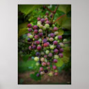 Suche nach weinrebe kunst Weinberg