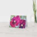 Suche nach pansy blume karten Panik