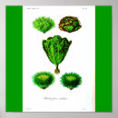 Suche nach kopfsalat poster Grün